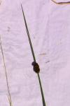 Juncus conglomeratus