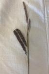 Carex flacca