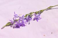 Campanula rapunculus