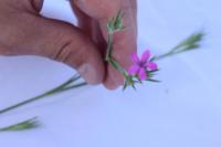 Dianthus armeria