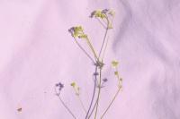 Galium pumilum