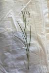 Lathyrus nissolia