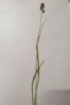 Juncus subnodulosus