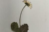 Bellis perennis