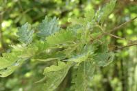 Quercus petraea