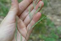 Brachypodium sylvaticum