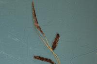 Carex flacca