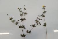 Potentilla erecta