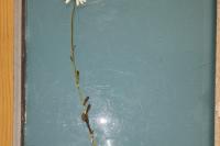 Leucanthemum ircutianum