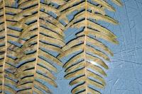 Pteridium aquilinum