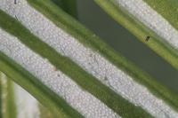 Abies alba