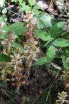 Orobanche hederae