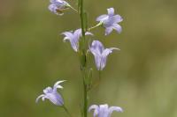 Campanula rapunculus