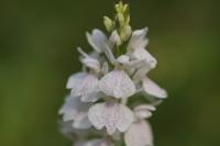 Dactylorhiza maculata