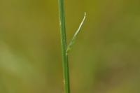 Campanula rapunculus