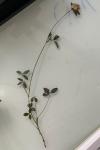 Trifolium pratense