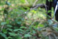 Epilobium lanceolatum