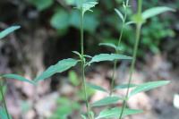 Epilobium lanceolatum