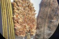Plantago lanceolata