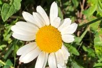 Leucanthemum vulgare