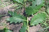 Quercus petraea