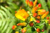 Hypericum pulchrum
