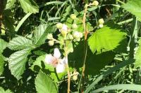 Rubus fruticosus