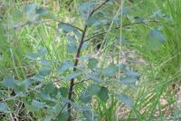 Populus tremula