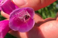 Digitalis purpurea