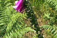 Digitalis purpurea