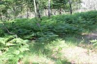 Pteridium aquilinum