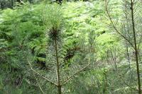 Abies alba