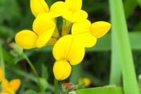 Lotus corniculatus