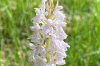 Dactylorhiza maculata