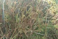 Scandix pecten-veneris