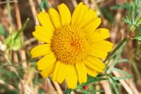 Glebionis segetum