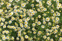 Anthemis cotula