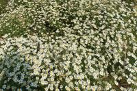 Anthemis cotula