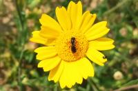 Glebionis segetum