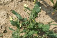 Raphanus raphanistrum