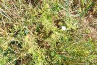 Scandix pecten-veneris