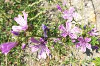 Malva sylvestris