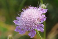 Scabiosa columbaria