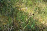 Crepis pulchra