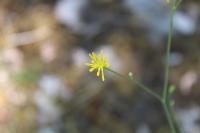 Crepis pulchra