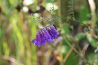 Vicia dasycarpa