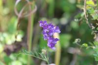 Vicia dasycarpa