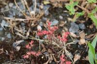 Sedum rubens
