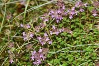 Thymus pulegioides