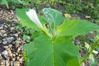 Datura stramonium